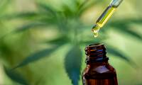 CBD Le cannabidiol, toxique pour la reproduction ?