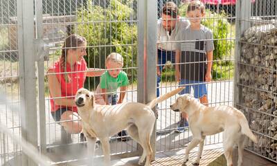 Chiens et chats L'adoption en refuge Chiens et chats L'adoption en refuge