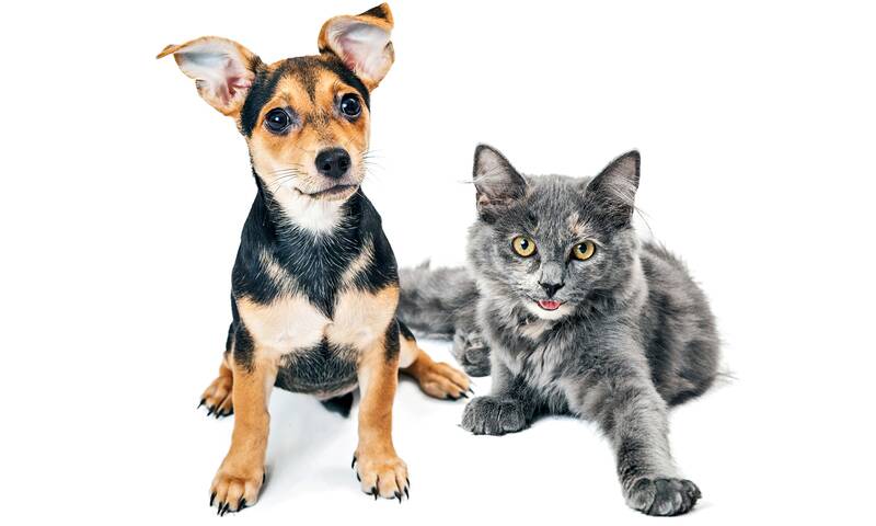 Chiens et chats Les questions à se poser avant de se lancer Chiens et chats Les questions à se poser avant de se lancer