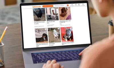Chiens et chats Méfiance lors de la vente entre particuliers Chiens et chats Méfiance lors de la vente entre particuliers