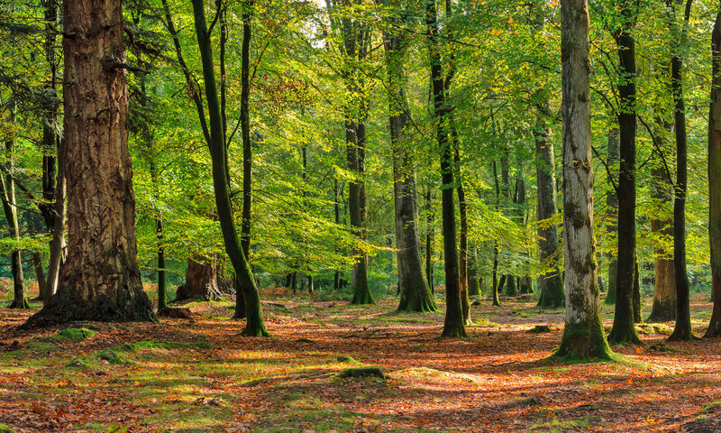Investissement locatif La propriété verte ou sociale Investissement locatif La propriété verte ou sociale